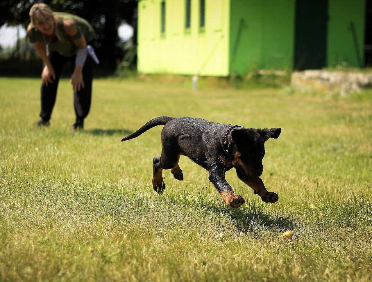 Black dog running on grass in supervised outdoor play area