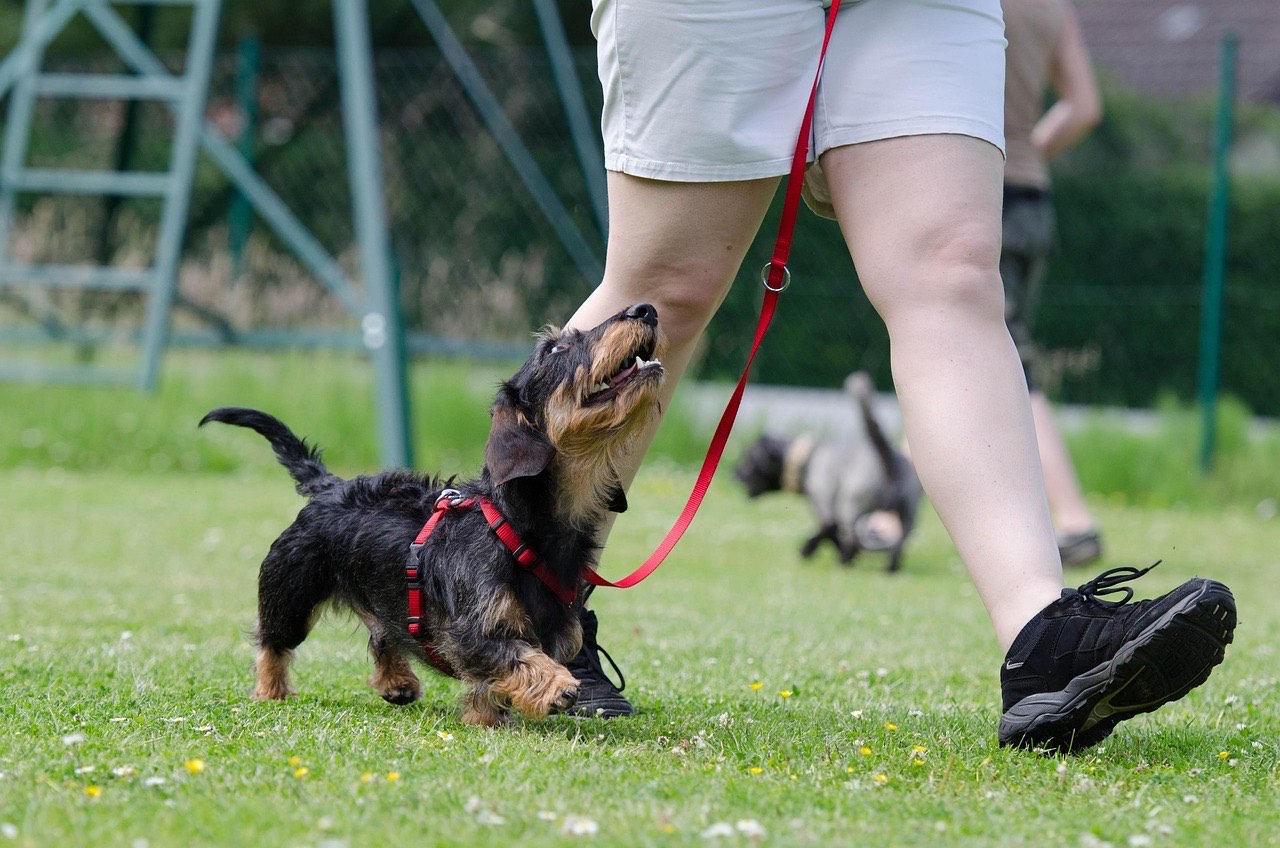 Dog walker with multiple dogs on leashes