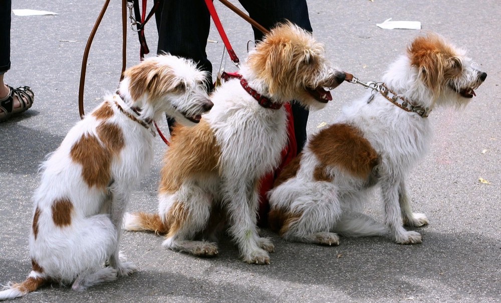 Professional handler walking multiple small dogs on leashes together on a sidewalk