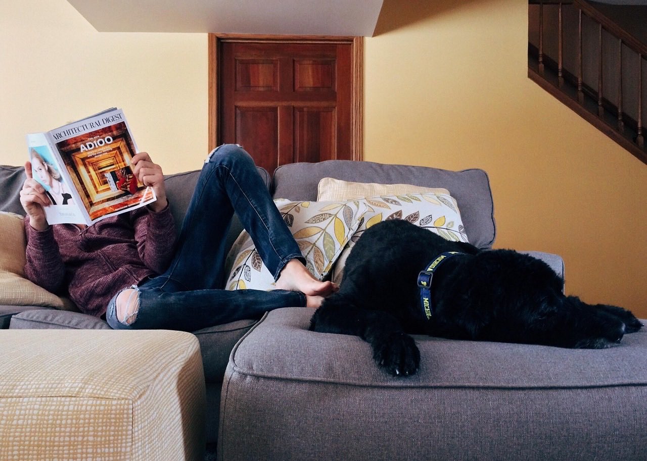 Pet care provider working attentively with a dog in a home environment